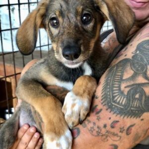 LILIFEE - ausgereist zu vergessene Pfoten Stuttgart