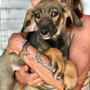 JOLLY - ausgereist zur Tierhilfe Lebenswert