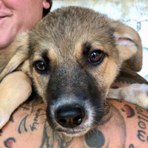 STROLCH - ausgereist zum TH Gifhorn