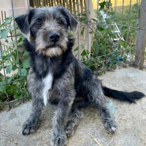 FLANELL - ausgereist zur Hundescheune Fläming