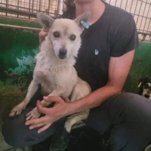 ALANA reist auf eine Pflegestelle in PLZ 18 (26.10.) - RBB 10/23