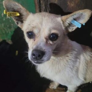 MOUSE - auf PDR PS im PLZ Bezirk 66 - vermittelt