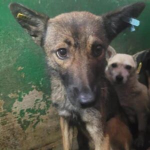 CELICE - auf PDR PS im PLZ Bezirk 18 - vermittelt