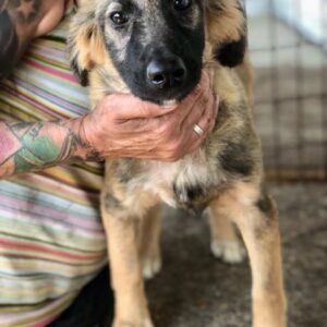 SUSANNAH - reserviert Tierhilfe Lebenswert DR - vermittelt