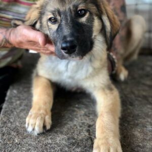 DARKO - ausgereist zur Tierhilfe Lebenswert