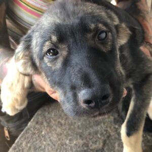 PEPPELS - reserviert Tierhilfe Lebenswert DR - vermittelt