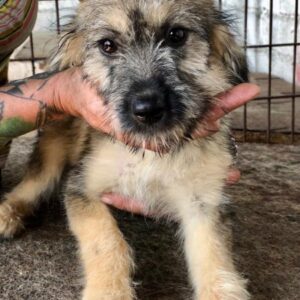 INAJA - ausgereist zur Tierhilfe Lebenswert