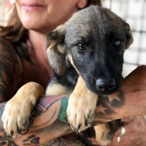 PEPPI - ausgereist zur Tierhilfe Lebenswert