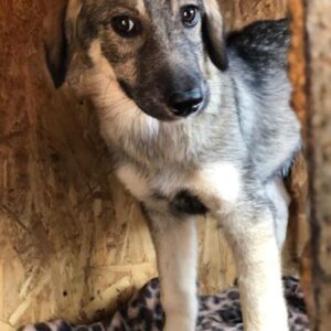 SASSETTE - reserviert Tierhilfe Lebenswert DR - vermittelt