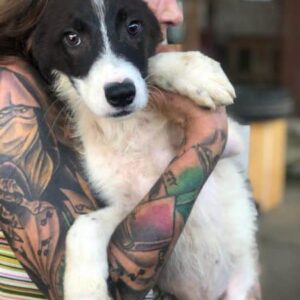 KIMON - reserviert Tierhilfe Lebenswert DR - vermittelt