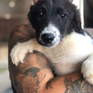 SCOTT - sollte zeitnah ausreisen, wird unsicher - ausgereist zur Tierhilfe Lebenswert