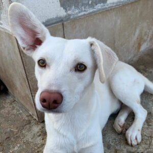 CHRIS - vermittelt Betty