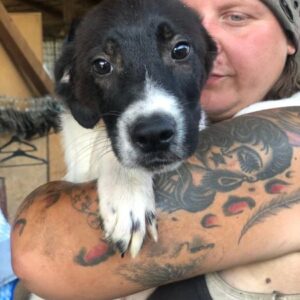 DIMPLE - zu dünn - reserviert Tierhilfe Lebenswert DR - vermittelt