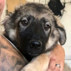 SCHIRIKI - vermittelt JW