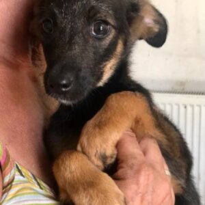 MIMMI - vermittelt MD