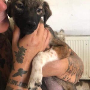 MINA - ausgereist zur Tierhilfe Lebenswert