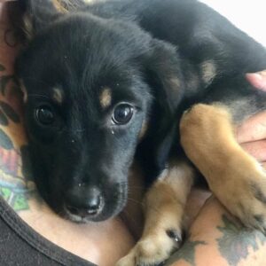 JENI - ausgereist zur Tierhilfe Lebenswert