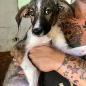 KENNY - ausgereist zur Tierhilfe Lebenswert