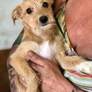 LENI - ausgereist zur Tierhilfe Lebenswert