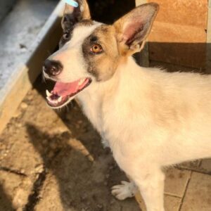 SHILOW (♀) - vermisst 11/24