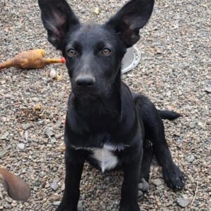 BUBBLES - ausgereist auf PDR PS im PLZ Bezirk 92 - vermittelt