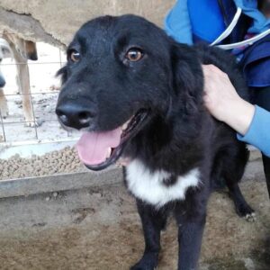 VIOLET (♀) - auf PS im PLZ Bereich 21 - vermittelt