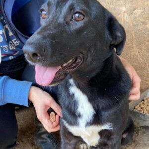 COOKI - ausgereist auf PDR PS im PLZ Bezirk 66 - vermittelt