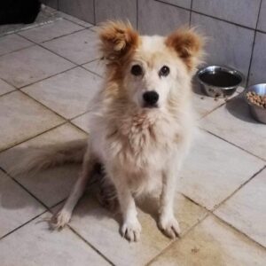 PIERRE - vermittelt MD