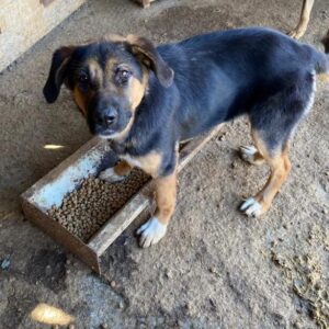 EMMELIE - im Shelter seel. Notfall - jetzt auf PDR PS im PLZ Bezirk 73 - vermittelt