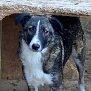 PRECIOUS - auf PDR PS im PLZ Bezirk 17