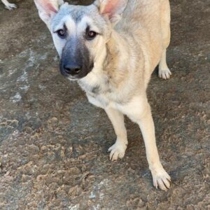 QATIQ - vermittelt NadineH