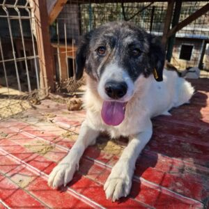 KIMY - reserviert Tierhilfe Lebenswert DR - vermittelt