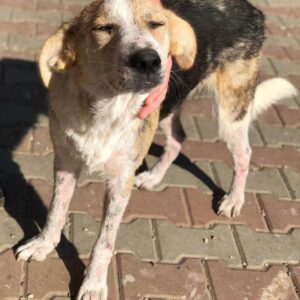 PAULA - Hautprobleme - vermittelt Betty