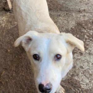 GABI - auf PDR PS im PLZ Bezirk 45 - vermittelt