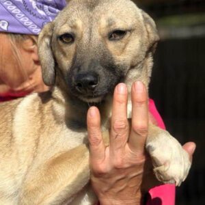 FRYA - auf PDR PS im PLZ Bezirk 33 - vermittelt