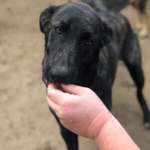 BENNETT - ausgereist zum TH Koblenz