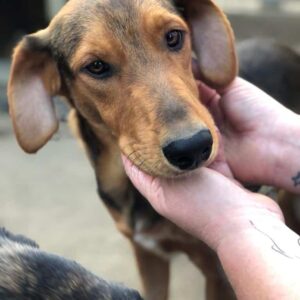 SCOTTIE - ausgereist zur Schäferhund Rettung e.V.