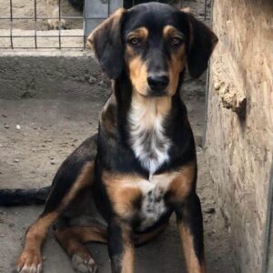 FLORENCE - vermittelt JW