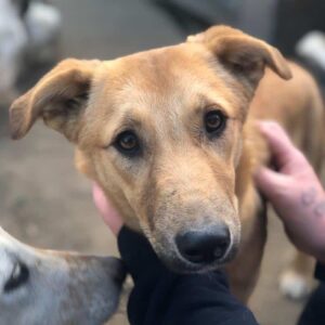 KARAMELL - auf PDR PS im PLZ Bezirk 26 *ausgereist*