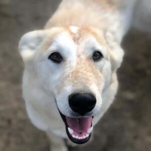 ALLEGRIA - ausgereist zum TH Koblenz