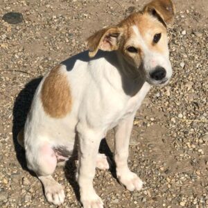 BANJO - reserviert Betty