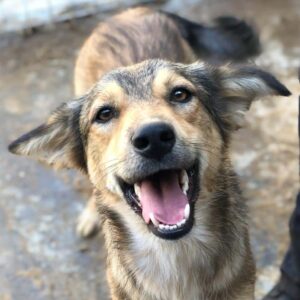 PRIMAVERA - vermittelt NH