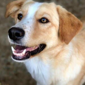 RIZOU (♂) - auf PDR PS im PLZ Bezirk 42 - vermittelt