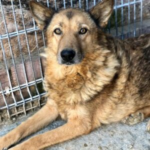 AILINA - medizinischer Notfall - humpelt an der Hinterhand - reserviert Tines Pfötchenhof - vermittelt