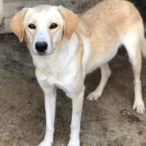 LIJANA (♀) - vermittelt NH