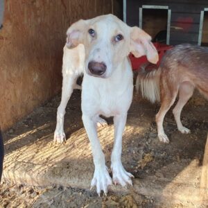 CHAAC - stark durchtrittig - ausgereist zum TST Rösrath