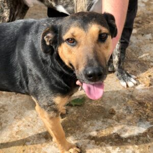 MAXIMA (♀) - seit mind. 2022 im Shelter