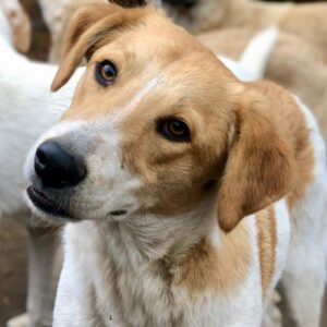 ALEC - ausgereist zur Tierhilfe Lebenswert