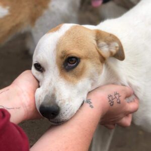 NINIVE - ausgereist auf PDR PS im PLZ Bezirk 66 - vermittelt