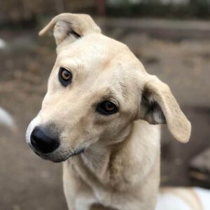 LIFA (♀) - ausgereist zur Tierhilfe Lebenswert